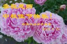 法轮功,湖南大法弟子恭祝师尊中秋好(25条)