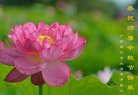 法轮功,广西大法弟子恭祝师尊中秋好(28条)