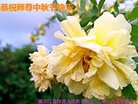 ֹ,󷨵ӹףʦ(21)