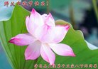 法轮功,河南大法弟子恭祝师尊中秋好(25条)