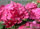 法轮功,保定大法弟子恭祝师尊中秋好(31条)