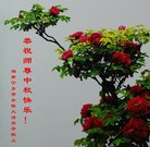 法轮功,广西大法弟子恭祝师尊中秋好(28条)