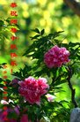 ֹ,󷨵ӹףʦ(28)