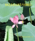 法轮功,广东大法弟子恭祝师尊中秋好(30条)