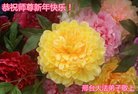 ֹ,ӱ󷨵ӹףʦ(25)