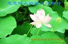 法轮功,石家庄大法弟子恭祝师尊新年好(21条)
