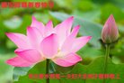 ֹ,ӱ󷨵ӹףʦ(19)