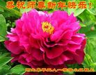 ֹ,ӱ󷨵ӹףʦ(19)