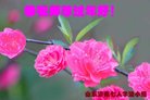 ֹ,ϴ󷨵ӹףʦ(20)