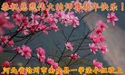 ֹ,ӱ󷨵ӹףʦ(20)