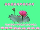 ֹ,żҿڴ󷨵ӹףʦ(20)