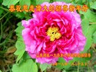 ֹ,Ϋ󷨵ӹףʦ(24)