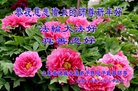 ֹ,Ϋ󷨵ӹףʦ(21)
