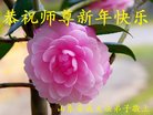 法轮功,山东大法弟子恭祝师尊新年好(21条)