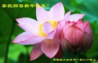 法轮功,石家庄大法弟子恭祝师尊新年好(22条)