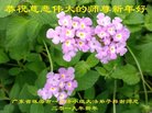 法轮功,广东大法弟子恭祝师尊新年好(24条)