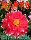 ֹ,󷨵ӹףʦ(21)