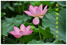 法轮功,广州大法弟子恭祝师尊新年好(20条)