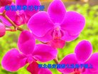 ֹ,󷨵ӹףʦ(23)