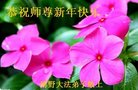 法轮功,保定大法弟子恭祝师尊新年好(23条)