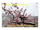 法轮功,廊坊大法弟子恭祝师尊新年好(24条)