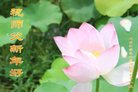 法轮功,北京大法弟子恭祝师尊新年好(24条)