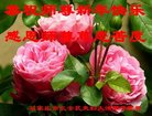 ֹ,ʯׯ󷨵ӹףʦ(25)