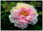 ֹ,ӱ󷨵ӹףʦ(20)