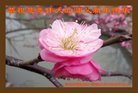 ֹ,ӱ󷨵ӹףʦ(24)