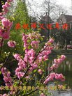 ֹ,󷨵ӹףʦ(27)