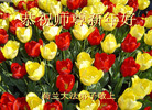 Published on 2/1/2006 󷨵ӹףʦũãģ 