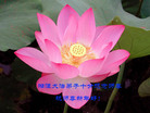 Published on 1/1/2008 贺卡精选：大陆大法弟子恭祝师尊新年快乐（三）