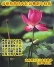 Published on 1/1/2008 贺卡精选：大陆大法弟子恭祝师尊新年快乐（三）