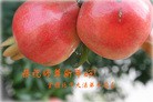 Published on 2/4/2011 ֹ,󷨵ӹףʦ - ִ
