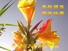 ֹ,ʡ󷨵ӹףʦ(26)
