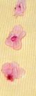 Published on 11/17/2004 		人ͽڰ˴ӷǷū۴󷨵ӵ֤ݣͼ
