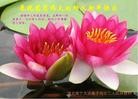 Published on 2/20/2015 ֹ,󷨵ӹףʦ(33)
