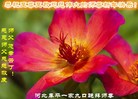 Published on 1/26/2017 ֹ,½󷨵ӹףʦ(26)