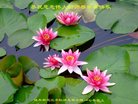 Published on 1/26/2017 ֹ,½󷨵ӹףʦ(26)