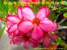 Published on 1/26/2017 ֹ,½󷨵ӹףʦ(26)