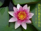 Published on 1/26/2017 法轮功,大陆大法弟子恭祝师尊新年好(26条)