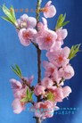 Published on 1/26/2017 ֹ,½󷨵ӹףʦ(26)