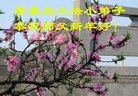 Published on 1/26/2017 ֹ,½󷨵ӹףʦ(26)