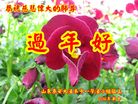 Published on 1/26/2017 法轮功,大陆大法弟子恭祝师尊新年好(26条)