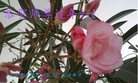 Published on 1/26/2017 ֹ,½󷨵ӹףʦ(26)