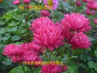 Published on 1/26/2017 ֹ,½󷨵ӹףʦ(26)