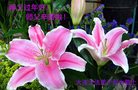 Published on 1/26/2017 ֹ,½󷨵ӹףʦ(26)