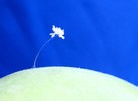法轮大法明慧网 - 组图：纽约上州绽放的优昙婆罗花