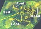 Published on 4/6/2000 ԣѧScience News