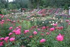 ոݸҪлٲͼ